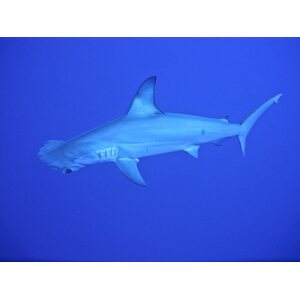 Egipto Liveaboard 24.11.2021-3.12.2021