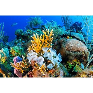 Punainenmeri laivasafari 2.-9.12.2023 (Abu Nuhas, Thistlegorm, Ras Mohammed, Tiran)