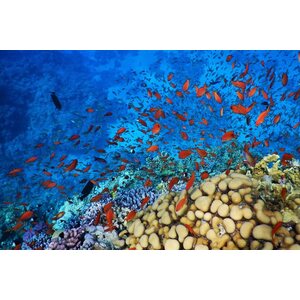 Punainenmeri laivasafari 2.-9.12.2023 (Abu Nuhas, Thistlegorm, Ras Mohammed, Tiran)